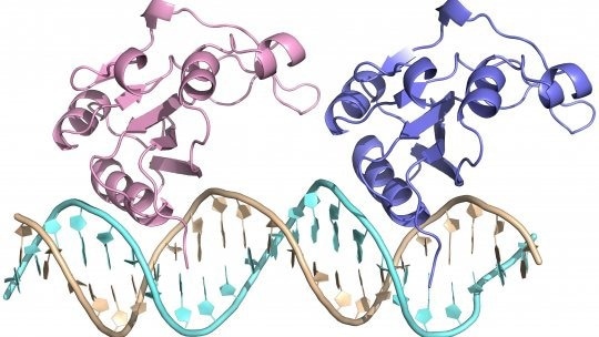 New hexameric structure of the protein triggering antibiotic resistance discovered