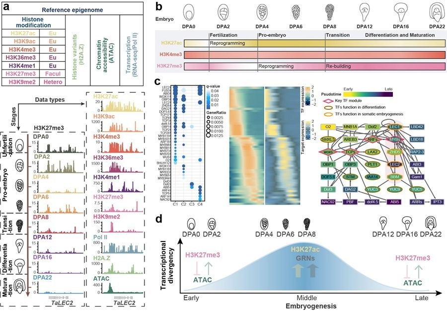 “Reference Epigenome” and regulatory mechanisms in wheat embryogenesis