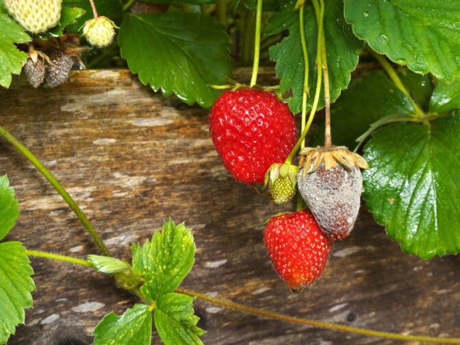 Keanumycins: An alternative in the fight against resistant fungi