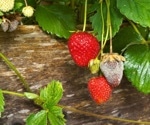 Keanumycins: An alternative in the fight against resistant fungi