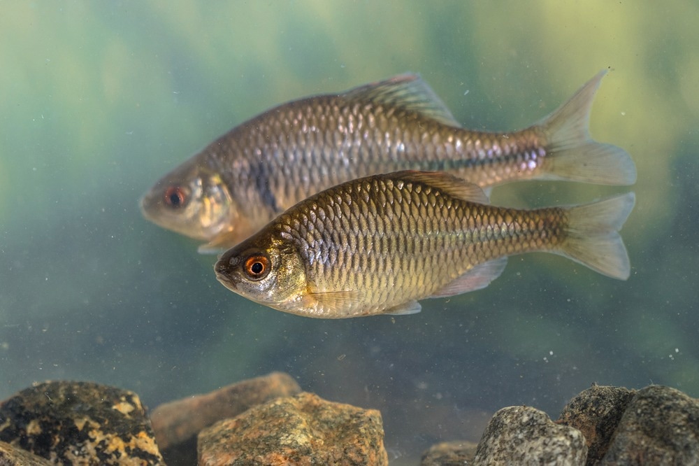 bitterling fish