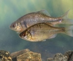 Semi-quantitative system employs eDNA to detect endangered species