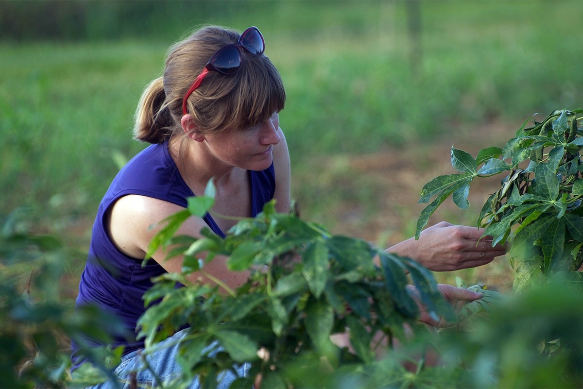 Epigenetic editing to improve crops
