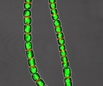 Elaborating three-dimensional coordination of cell-division site positioning in a cyanobacterium