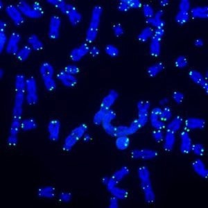 Telomeres, mitochondria, and inflammation: Working in synergy to fight cancer
