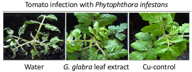 Licorice leaf extract: A potential plant protectant for traditional and organic farming