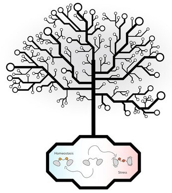Identifying the molecular switch that regulates autophagy in plants