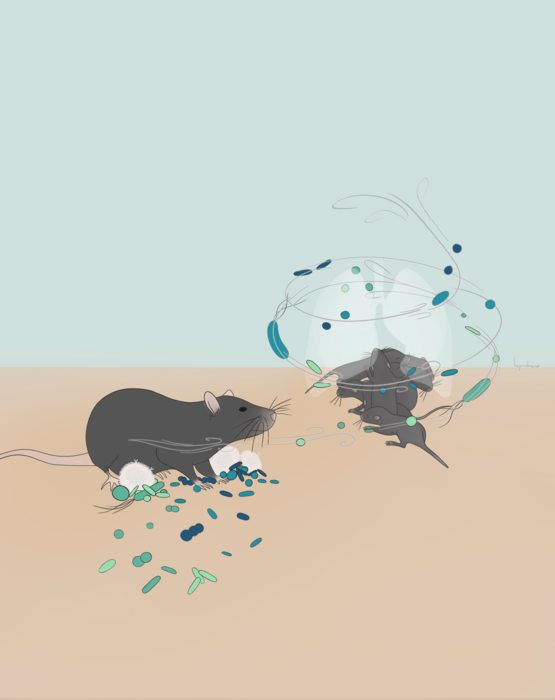 Lung immunity in neonates is influenced by the mother’s microbiota