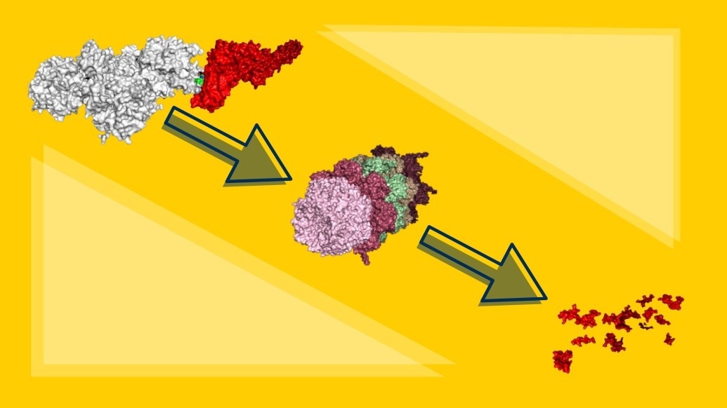 Developing a potential drug molecule that targets STAT5
