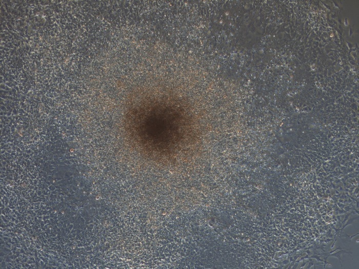 Extended generation of blood cells in wild-type animals from pluripotent stem cells