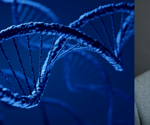 Locating genes involved in the metabolism and distribution of human fat
