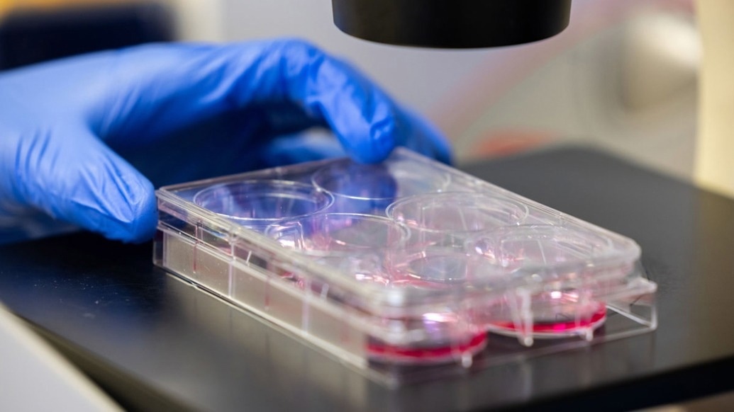 Novel metabolic pathway that makes immunology more efficient revealed