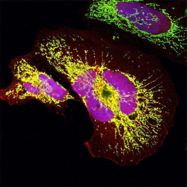 Analyzing the Existence of Unknown Miniproteins