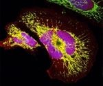 Analyzing the existence of unknown miniproteins