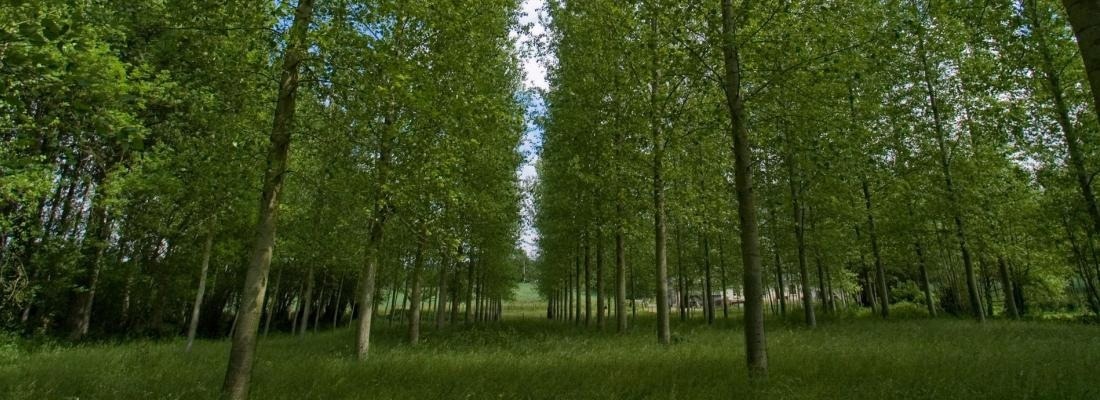 Epigenetics and the symbiosis between trees and fungi