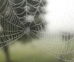 ABBA plays inspiration for a new genus of spiders