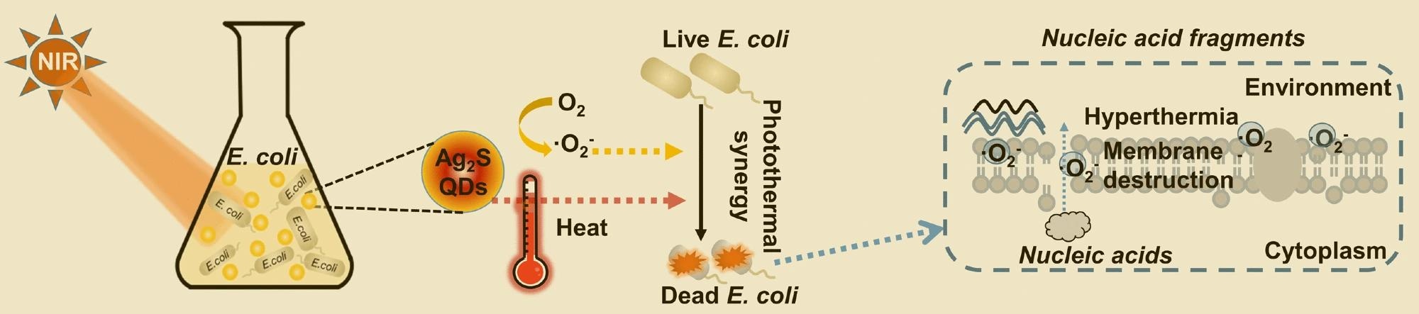 Disinfecting water with peptide-coated silver sulfide quantum dots