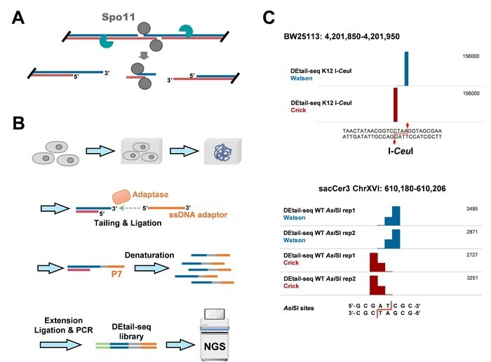 New insights into the distribution and regulation of meiotic DSB hotspots