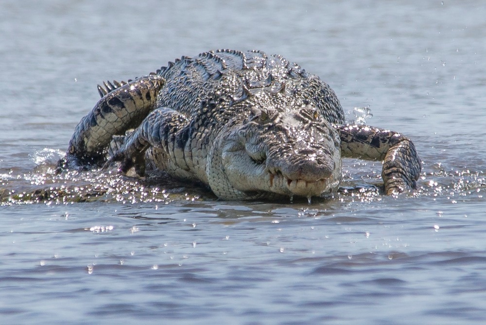Image Credit: Shane Bartie/Shutterstock.com