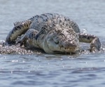 Applying crocodile’s unique pH sensing mechanism to benefit humans