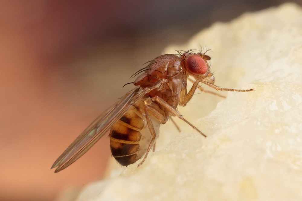 Fruit Fly