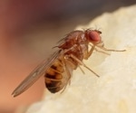 First wiring map of neurons in insect brain complete