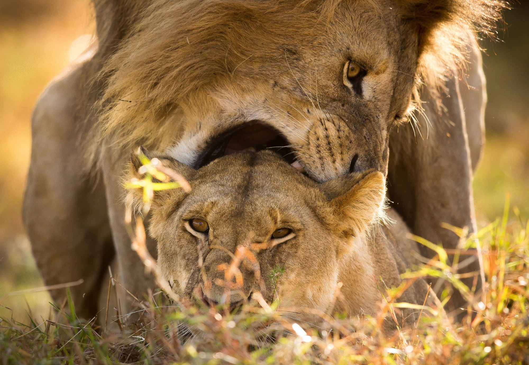 Quantitative method evaluates sexual conflict evolution