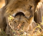 Quantitative method evaluates sexual conflict evolution