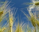 The mechanism of barley grain number determination