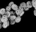 Analyzing microscopic chalk disks coccoliths formed by the marine algae