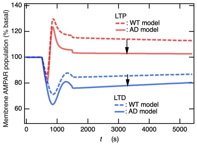 Novel model tracks hippocampal synaptic plasticity to reveal molecular mechanisms