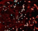 The mechanism behind fruit fly germ cells forming ring canals