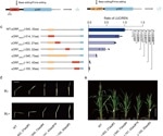 A reliable way to downregulate gene translation in plants