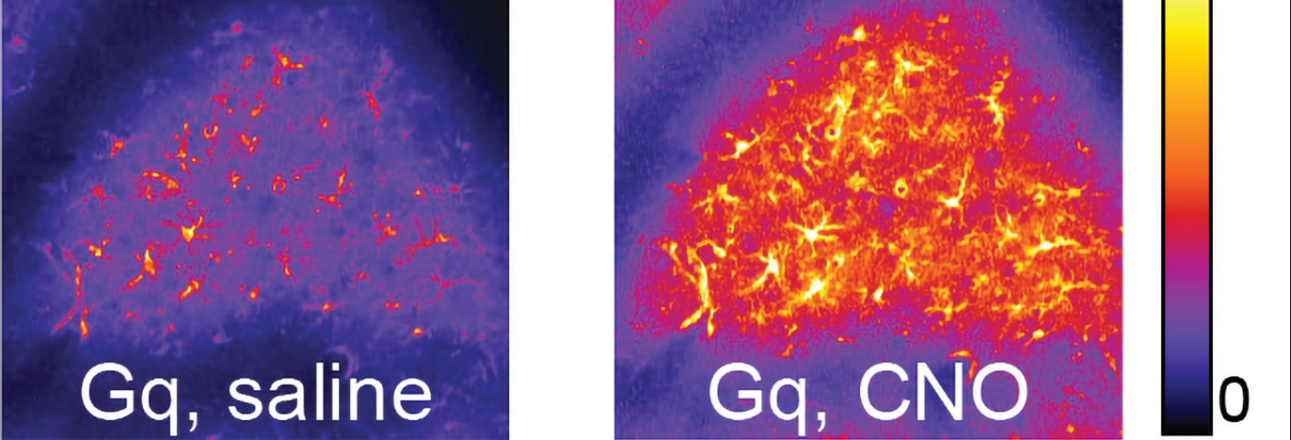Significance of astrocyte–neuron interactions in fine-tuning brain function