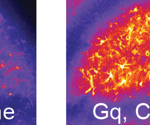 Significance of astrocyte–neuron interactions in fine-tuning brain function