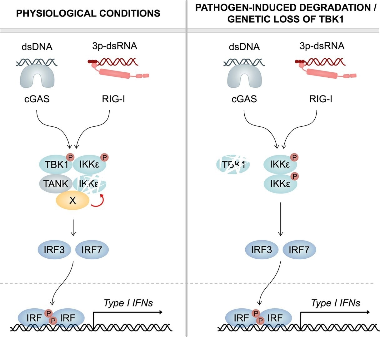 Effective backup mechanism ensures efficient antimicrobial responses in humans