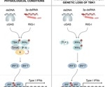 Effective backup mechanism ensures efficient antimicrobial responses in humans