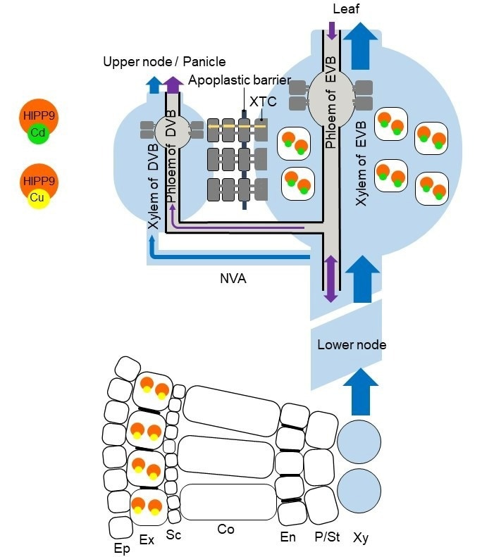 Gene that regulates cadmium distribution between leaf and grain in rice