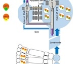 Gene that regulates cadmium distribution between leaf and grain in rice