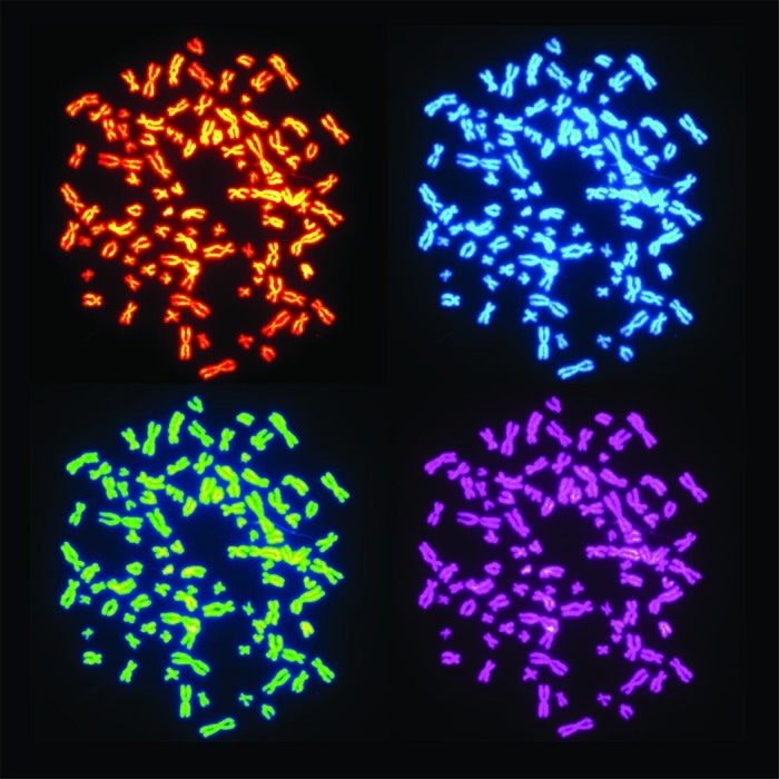The impact of genome doubling on the development of cancer