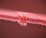 Uncovering the role of the third intracellular loop in the GPCR’s signaling mechanism
