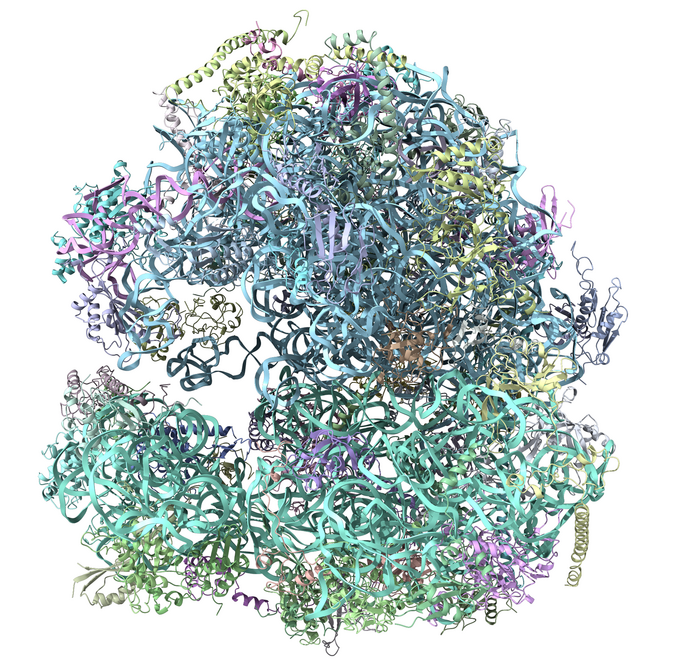 The protein synthesis mechanism in the Giardia parasite