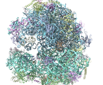 The protein synthesis mechanism in the Giardia parasite