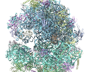 The protein synthesis mechanism in the Giardia parasite