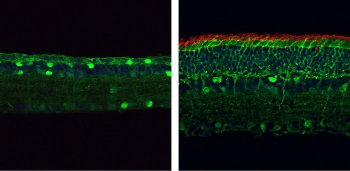 Genome editing proven effective to restore the vision of mice with genetic diseases