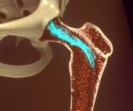 Key Hox genes control stem cells involved in bone formation and repair