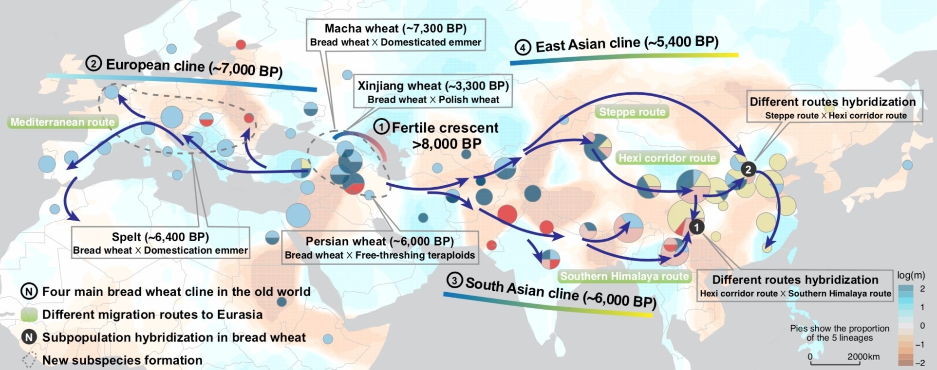 Uncovering the evolutionary history of wheat during the Holocene