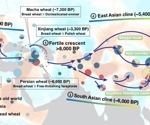 Uncovering the evolutionary history of wheat during the Holocene