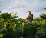 Immunity adaptation found in genomes of Stone Age farmers
