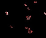 Understanding the cellular effects of antibiotics targeting cell wall biosynthesis